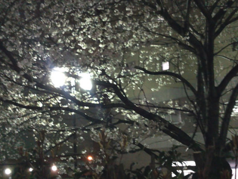 夜桜